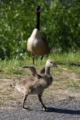 Little baby Canada goose walking on the road with his wings open