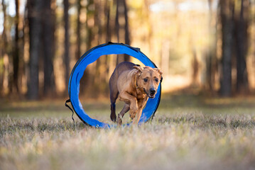 Small brown dog agility training with owner at a park.
