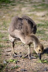 Little baby Canada goose cherching for food in the grass