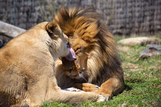 Close up of a couple of lions grooming and kissing