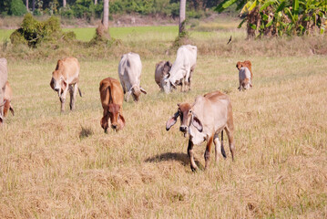 Obraz na płótnie Canvas Cows are eating grass in the meadow.