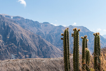 cactus in the colca canyon - obrazy, fototapety, plakaty