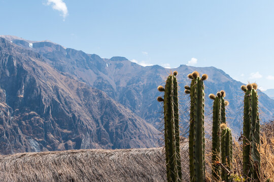 cactus in the colca canyon