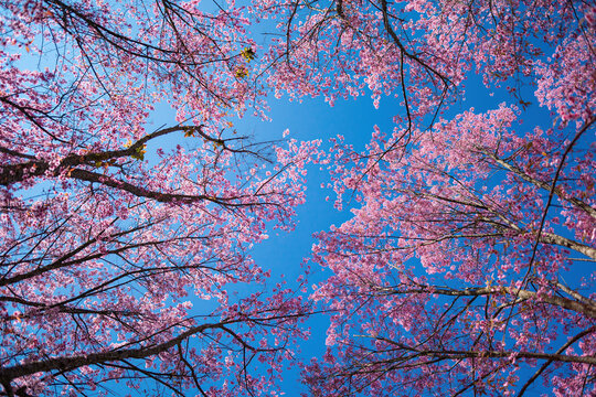 Cherry pink blossom Sakura flower and blue sky