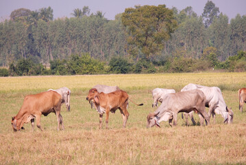 Cows are eating grass in the meadow.