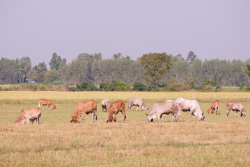 Obraz na płótnie Canvas Herd of cows grazing in the field.