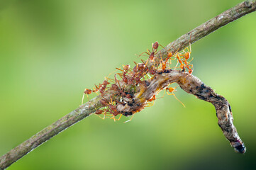 Close up Red Ant on branch 