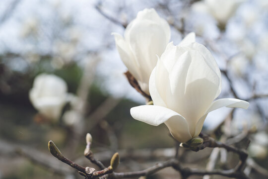 庭木の大きく美しい白木蓮の花