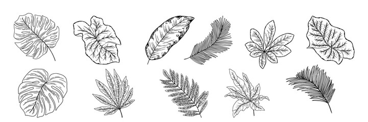black and white vector leaf collection
