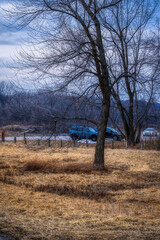 Fototapeta premium Lone Tree