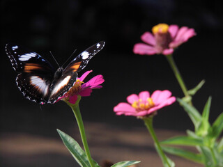 Fototapeta premium butterfly