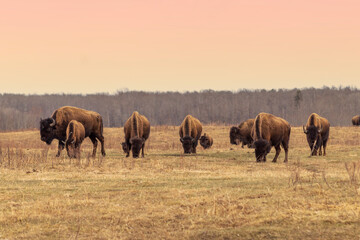 Fototapeta na wymiar herd of bison in meadow with setting sun