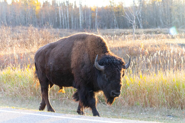 bison walking along side of road in elk island national park during golden hour © Amy