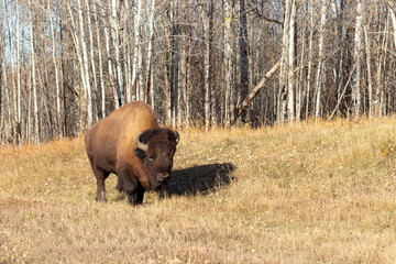 bison in Elk Island national park Alberta