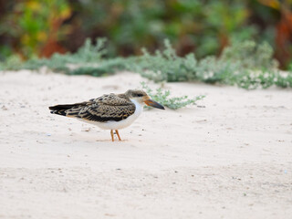 Black Skimmer chick standing on river's sandbank in Pantanal, Brazil 