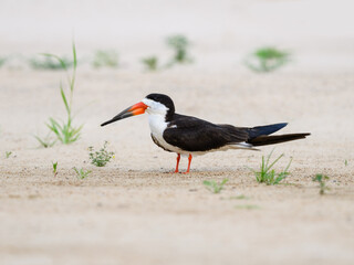 Black Skimmer standing on river's sandbank in Pantanal, Brazil 