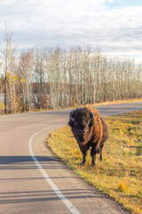 bison standing on edge of road