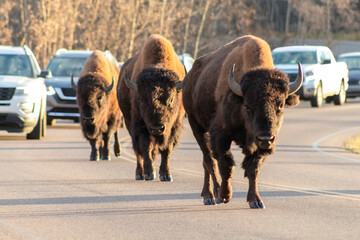 bison walking up middle of busy road causing traffic back up of many cars