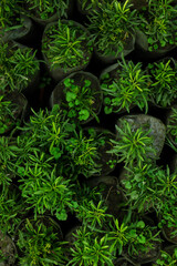 Fresh Rosemary Herb grow outdoor.
