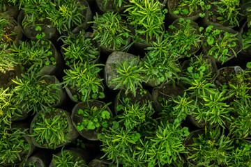 Fresh green sprig of rosemary. Rosemary texture. Rosemary macro. Rosemary branch