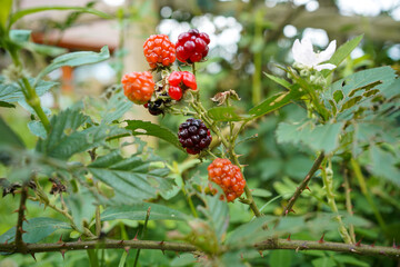 Blackberry is an edible fruit produced by several species in the genus Rubus of the tribe Rosaceae