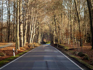 Empty road in a autumn forest in Germany. Dark wet street in a rural area with trees on the sides. Sunlight is coming through and illuminating the colorful leaves. Beautiful nature in Europe.