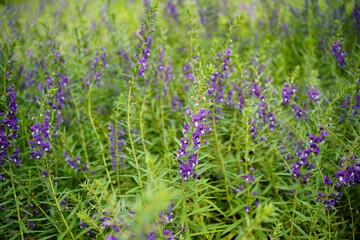 Purple flower on the green grass