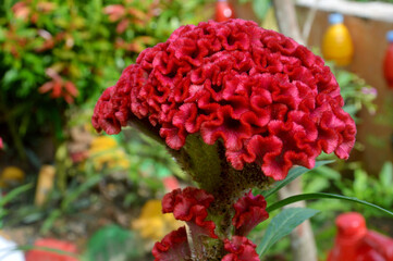 flower crested chicken