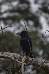 crow on a branch