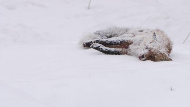 Dead red fox in winter forest