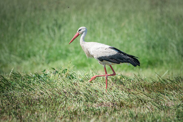 A beautiful white stork in a field on a summer day.