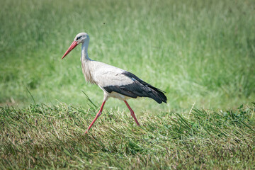 A beautiful white stork in a field on a summer day.