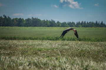 A beautiful white stork in a field on a summer day.