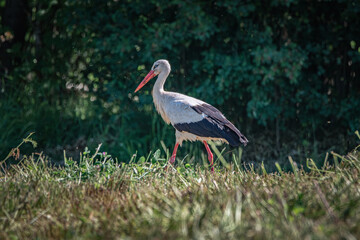 A beautiful white stork in a field on a summer day.