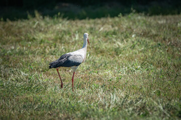 A beautiful white stork in a field on a summer day.