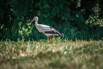 Naklejka premium A beautiful white stork in a field on a summer day.