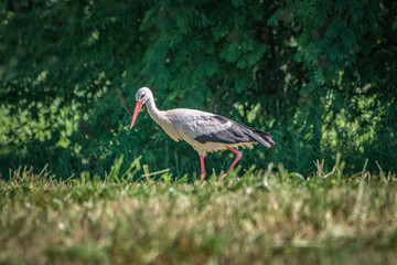 A beautiful white stork in a field on a summer day.