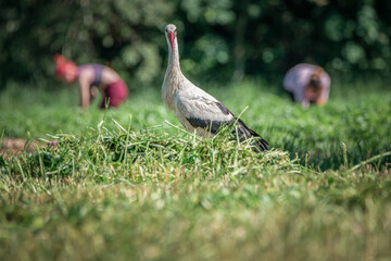 A beautiful white stork in a field on a summer day.