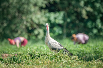 A beautiful white stork in a field on a summer day.