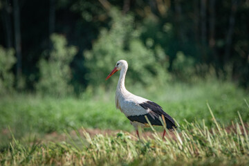 A beautiful white stork in a field on a summer day.