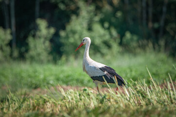 A beautiful white stork in a field on a summer day.