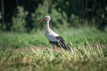 A beautiful white stork in a field on a summer day.