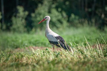 Fototapeta na wymiar A beautiful white stork in a field on a summer day.