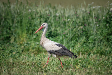 A beautiful white stork in a field on a summer day.