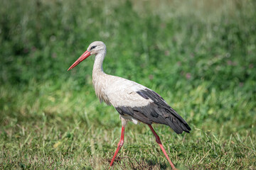 A beautiful white stork in a field on a summer day.