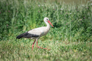 A beautiful white stork in a field on a summer day.