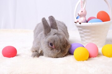 Gray rabbit with colorful eggs on white background