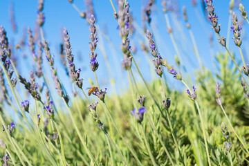 Lavender flowers and bee close-up, clear beautiful blue sky. Spting, Summer, floral background