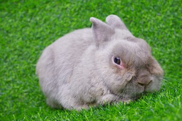 Gray rabbit lies on the green grass on the grass background.