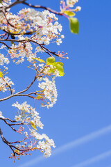 Pear tree blossom, beautiful floral background. branch of tree with small white flowers in bloom. Springtime contest, copy space for the text